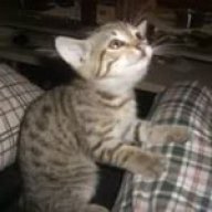 xcom