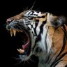 tiger51