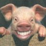 RosaPiggy
